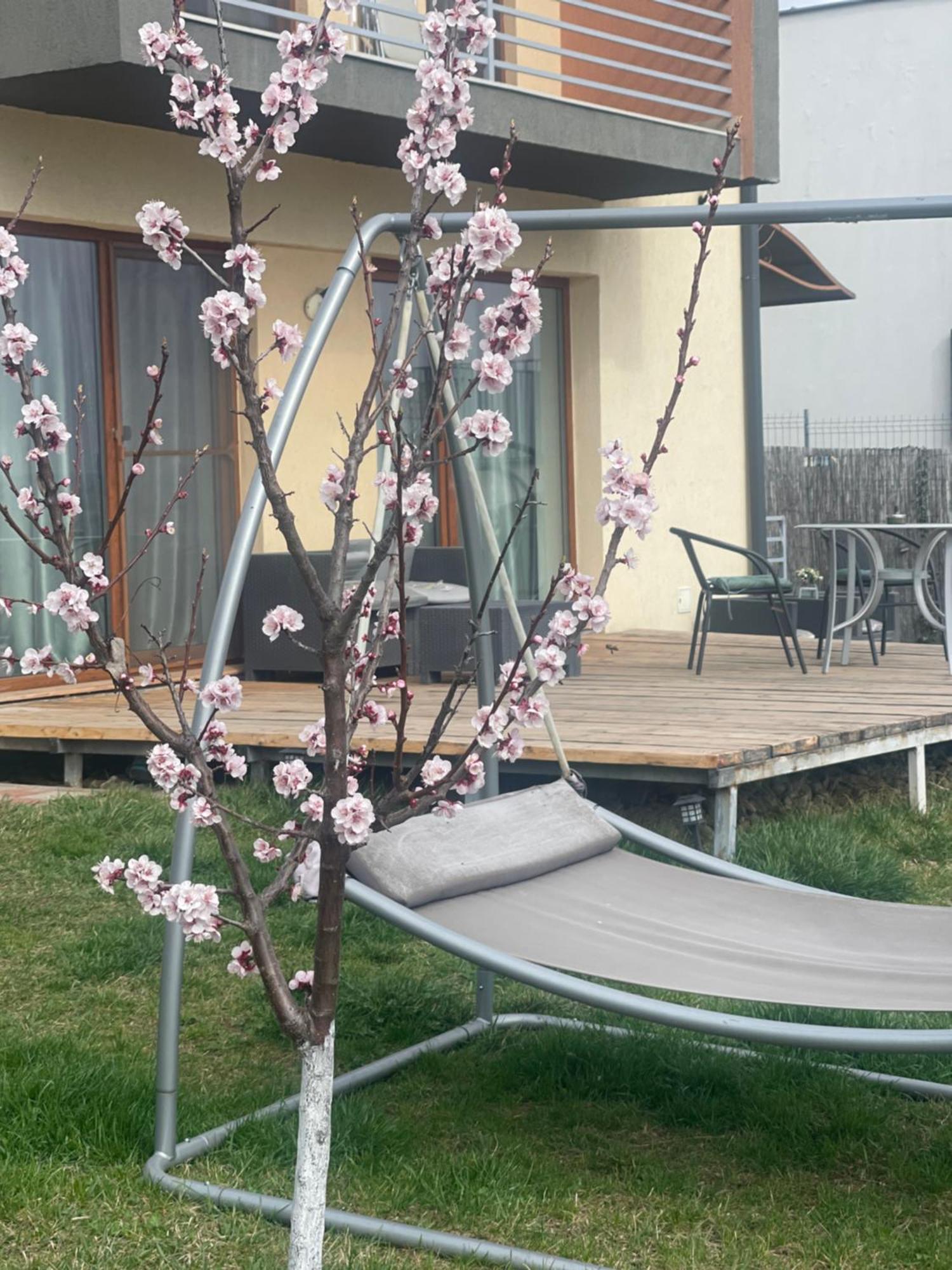 Apartament Garsoniera La Curte *